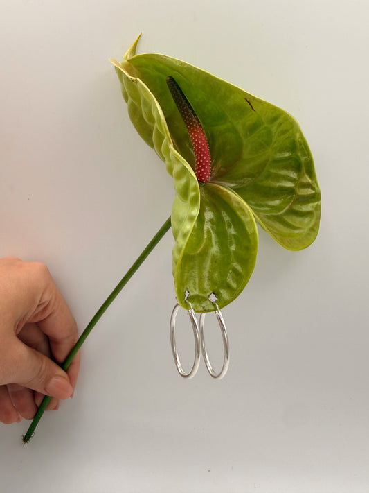 Oval Hoops