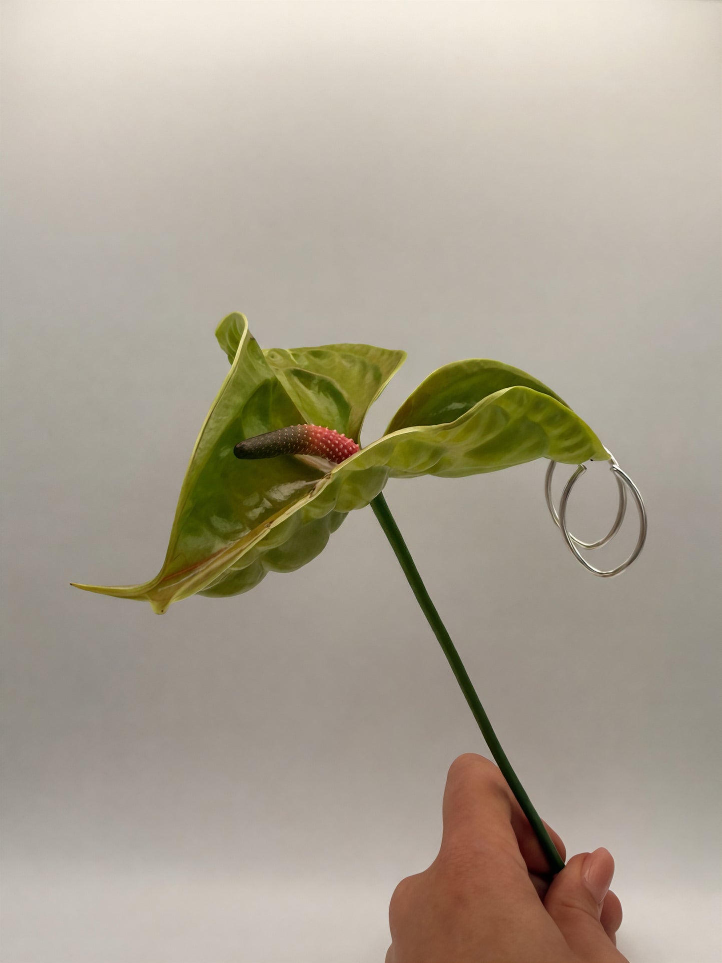Oval Hoops